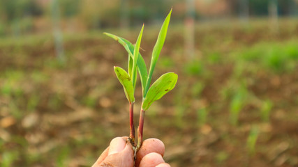 Corn seedlings in the hand