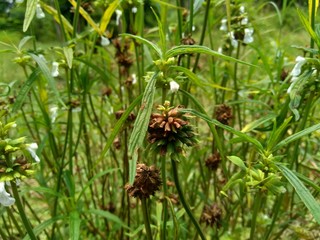 Borreria sp. This plant includes weeds and is easily found in fields, such as fields in Indonesia. This plant has white flowers. Beetles love this plant.