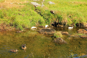 Ducks in a small water pond