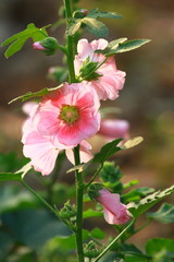 Hollyhocks flower rim light in the garden, Beautiful day. background for relax music in the morning glory
