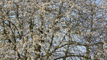 Floraison printemps Ile de France