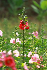 Hollyhocks flower rim light in the garden, Beautiful day. background for relax music in the morning glory