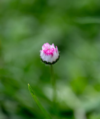 small flower on a green blurred background