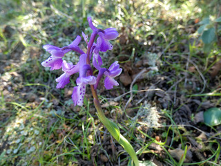 Orchidea selvatica