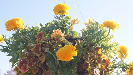 空に浮かぶ黄色い花