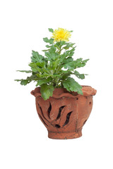 Yellow Chrysanthemum bloom in brown pot isolated on white background included clipping path.