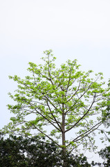 tall tree with new green leaves with white background