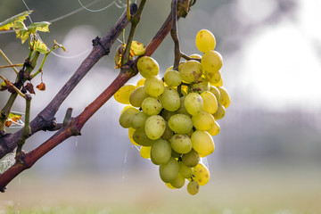Close-up of vine branch with green leaves and isolated golden yellow ripe grape cluster lit by...