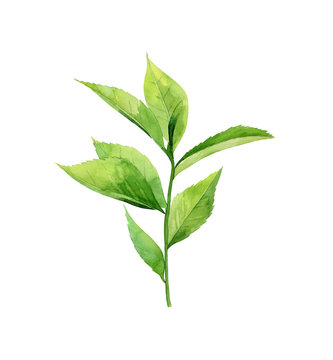 Green matcha tea. Green tea stem. Botanical art. Watercolour illustration isolated on white background.
