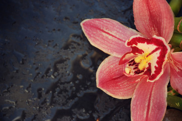 Obraz na płótnie Canvas Spa background with orchid