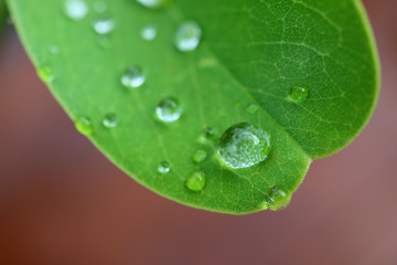 Fototapeta premium Closeup Crystal Clear Water Droplets on a Vibrant Green Leaf with Selective Focus 