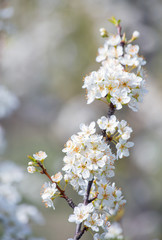 Spring flowering fruit trees in the garden