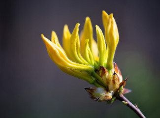 Spring flowering of yellow rhododendrons in the forest