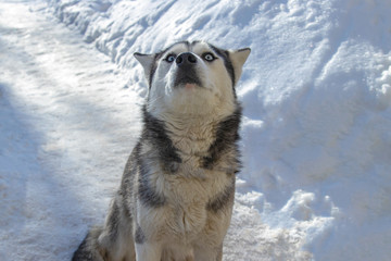 A cute expression of the muzzle of a husky dog.