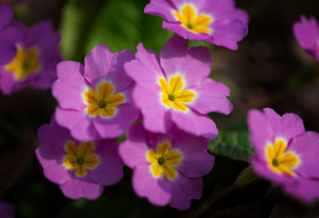Fototapeta premium Spring flowering pink primrose in the forest