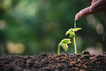 Hand of person watering young tree in nature background.