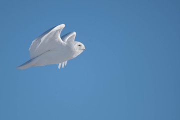 Male Snowy Owl in Winter Flight 