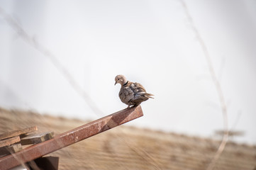 Turtledove on the fence of a building.  The bird sits on a metal bar under the blue sky on a beautiful spring day