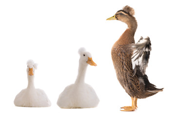 standing beautiful brown duck with spread wings isolated