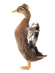 standing beautiful brown duck with spread wings isolated