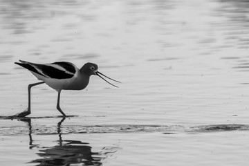 American Avocet wading in water