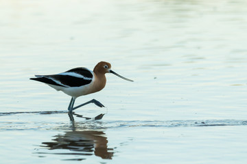 American Avocet wading in water