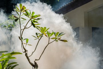 a green branch against a background of heavy smoke. The beginning of the fire in the hotel. Disaster on vacation. an emergency situation