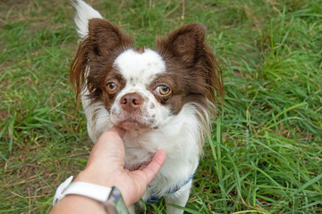 portrait papillon dog in the garden for a walk. Small decorative breed of dogs.