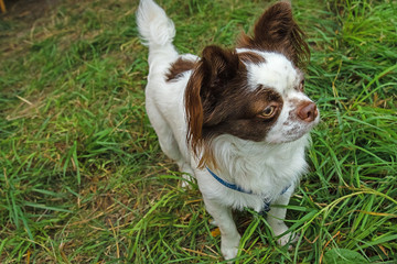 profile papillon dog on the grass. Small decorative breed of dogs is isolated.