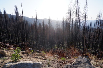 Fototapeta premium Burnt pines splitting the evening sunlight