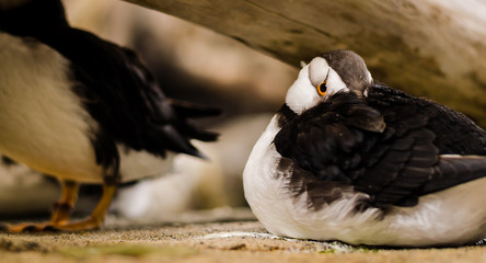 Puffin nap