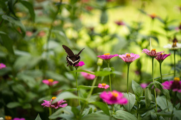Beautiful butterfly flying toward colorful flower at garden.