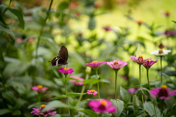 Beautiful butterfly flying toward colorful flower at garden.