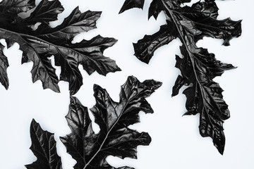 Black leaves on white background. Flat lay, top view, space.