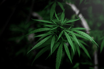 Fototapeta premium Beautifully planted marijuana with serum extraction