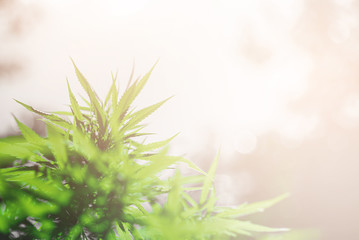 The top of the cannabis tree that was lit in the morning