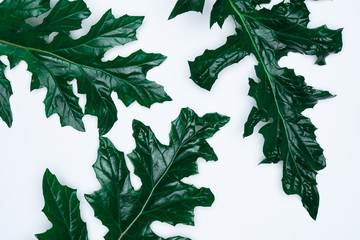 Grean leaves on white background. Flat lay, top view, space.
