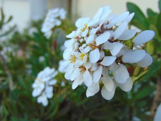 Iberis sempervirens, close up. White flowers of the Evergreen candytuft in spring. Iberis growing on the balcony, outdoor.