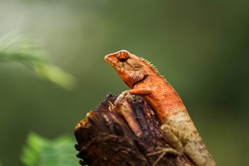 Lizard sitting on a branch.