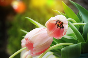 Spring flowers tulips