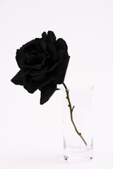 black blooming rose in glass isolated on white