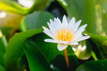 Beautiful white lotus flower with green leaf background in pond and nature light, In morning sun rise, Is a flowers that people popularly bring it to the monks in Buddhism, Selective focus.