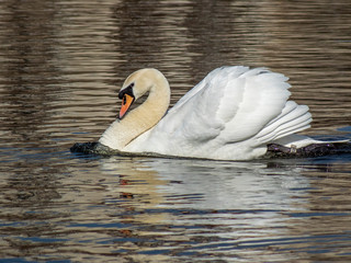 łabędź © Henryk Olszewski