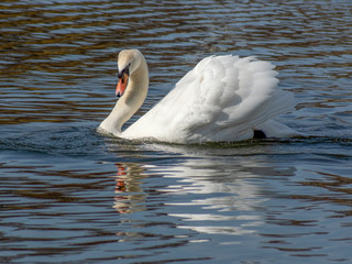 łabędź © Henryk Olszewski