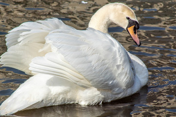 łabędź © Henryk Olszewski
