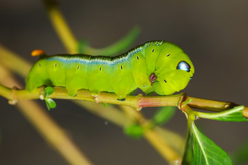 Close up green worm or Daphnis neri worm on the stick tree in nature and enviroment