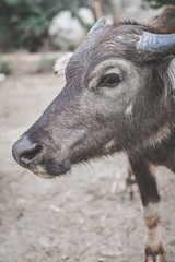 Close-up of a buffalo head.