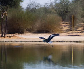 gray color wild duck flying from man made lake, Taken from Al Quadra lake Dubai