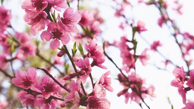 Mysterious blossoming fruit tree in spring breeze. Pink flower close up. Light elegant style.