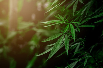 Cannabis is beautifully planted on a rather denser backdrop.